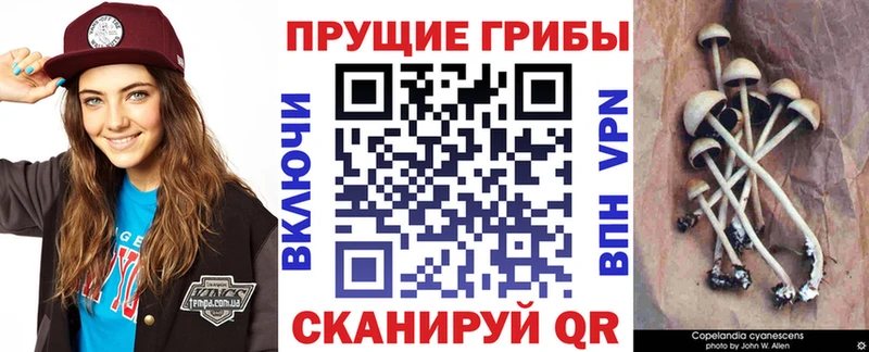 наркотики  Пионерский  hydra рабочий сайт  Псилоцибиновые грибы Psilocybe 
